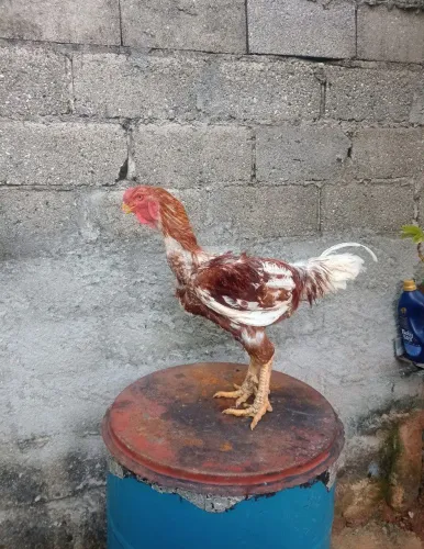 Galo