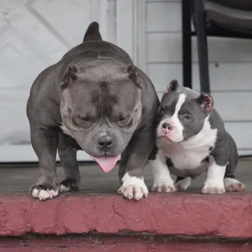 American Bully - Um Amigo Que Vai Fazer Seus Dias Melhores 
