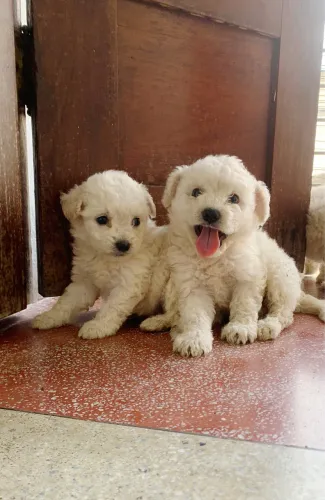 Poodle Toy