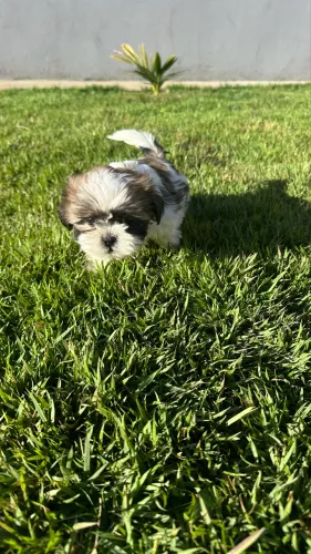 Shih tzu fêmeas mini
