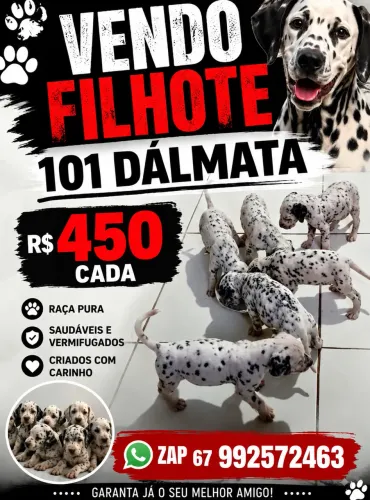 Vendo Filhote de Dálmatas!