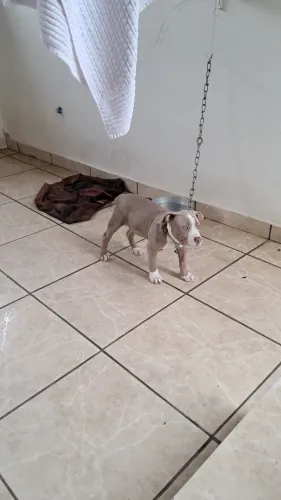 Cachorro