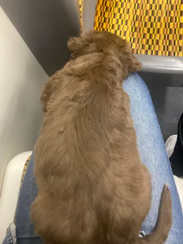 Cachorro labrador