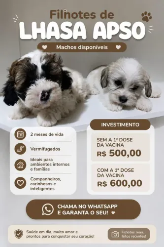 Filhotes de Lhasa Apso 
