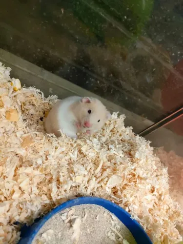 Hamster sírio