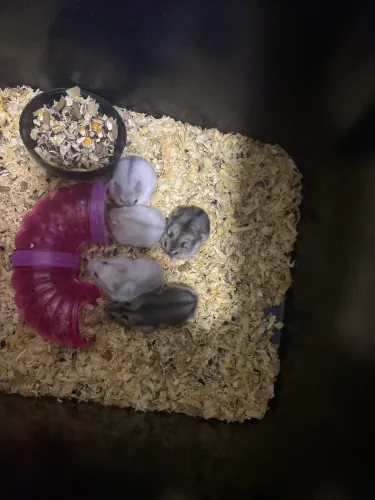 ? HAMSTER PARA ADOÇÃO RESPONSÁVEL ?