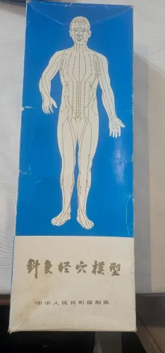 Modelo Anatômico Pontos de Acupuntura Masculino 50 cm Boneco Meridiano