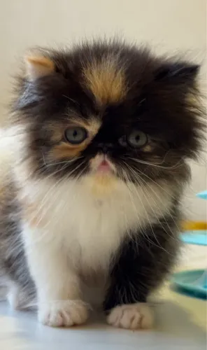 Gata Persa - Tricolor 