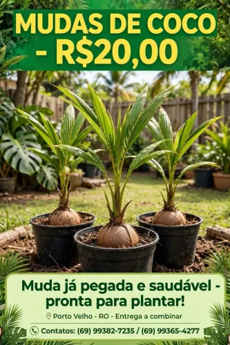 Vendo mudas de coco