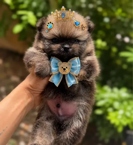Bebê urso Lulu
