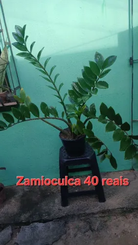 Plantas