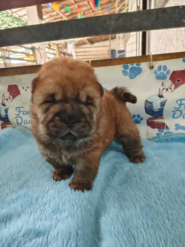 Chow Chow americano