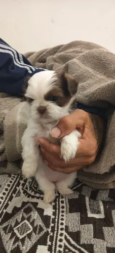 Cachorros Shitzu mini