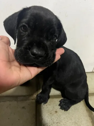 Filhotes de cane corso, dividimos em até 10x