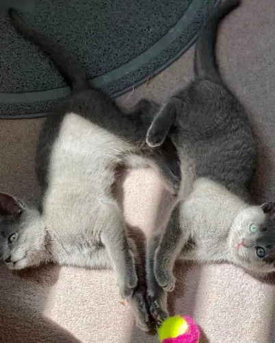 Filhote de Russian Blue Prateada (Pelagem Silver/Clara)