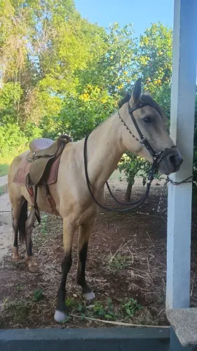 Vende-se égua Baia de Crina Negra