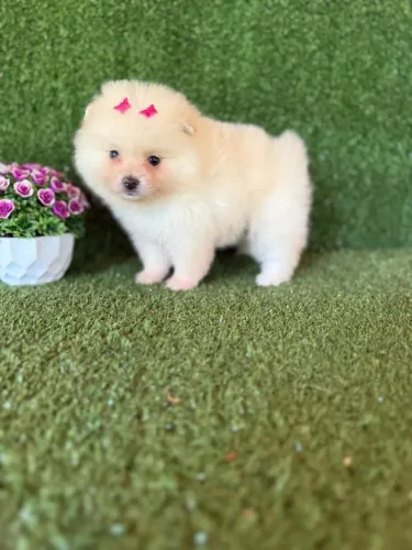 Lulu da Pomerania anão fêmea