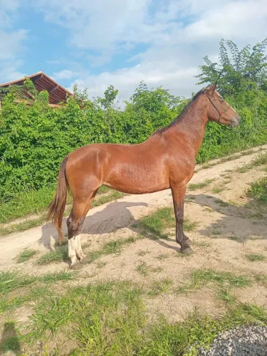Vende-se e troca-se egua pronta de pega de boi e de cavalhada