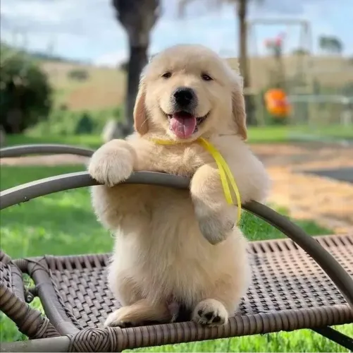 Golden Retriever - Cachorrinho Disponível Com Perfil Dócil E Amigável