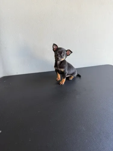 Pinscher 0 com microchip