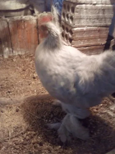 Casal jovem de mini cochin