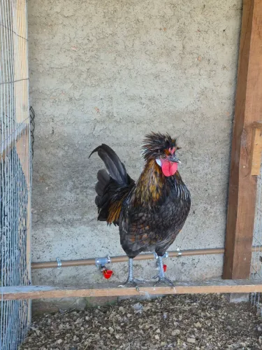 Ovos galados Polonesa