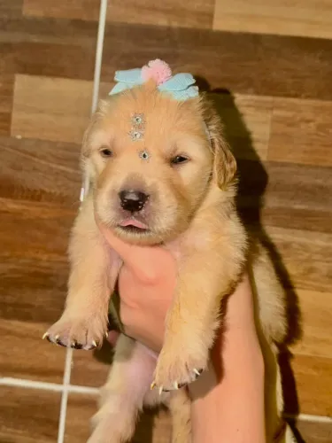 FILHOTES GOLDEN RETRIVER RESERVA
