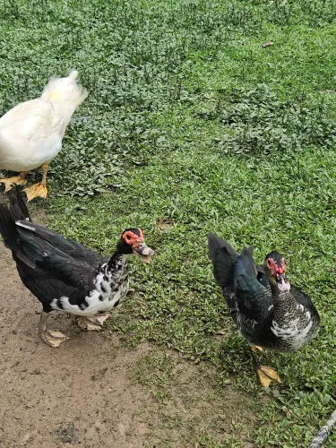 VENDA DE PATOS, GALOS E GALINHAS JOVENS E FILHOTES