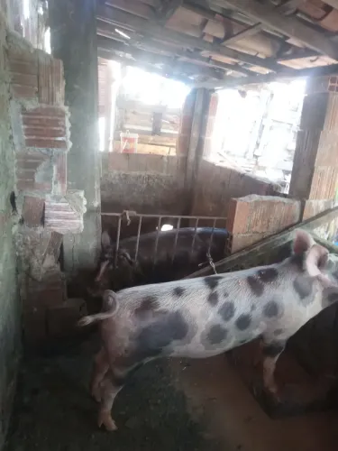 Porcos pietran casal pronto pra produção