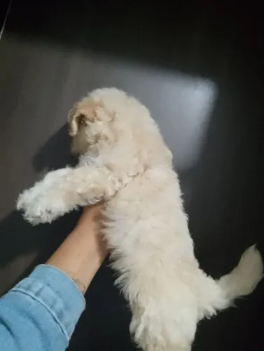 Vendo filhote de poodle toy macho lindo super fofo 45 dia de nascido 