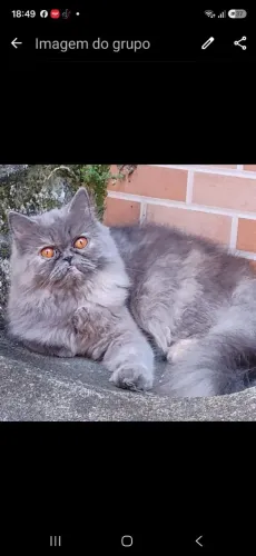 Gata persa