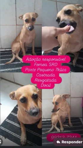 Adoção responsável 
