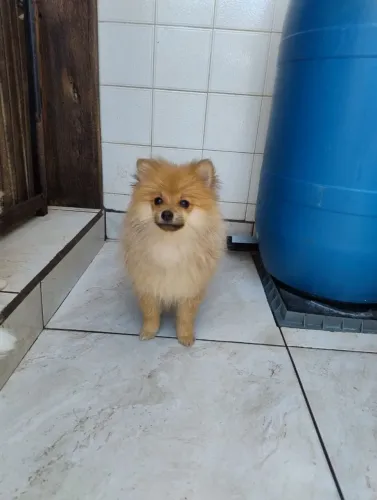 Spitz alemão macho anão 