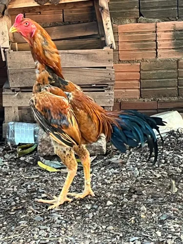 Galo índio 