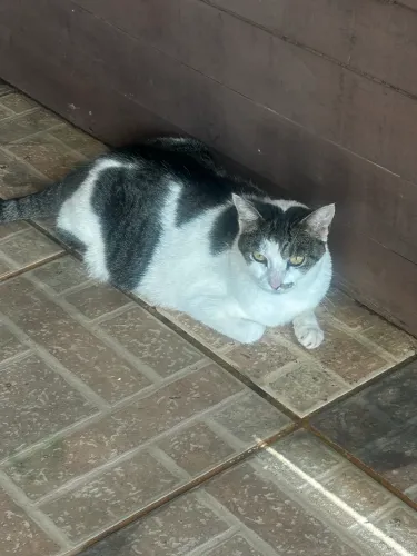 Gata castrada