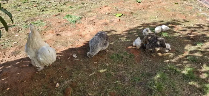 Pintinhos/ovos galinha/galo raça sedosa do Japão 