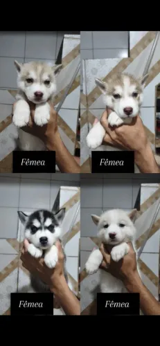 Filhotes de Husky Siberiano puros