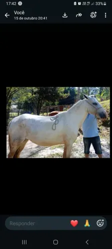 Vendo égua Mangalarga Marchador