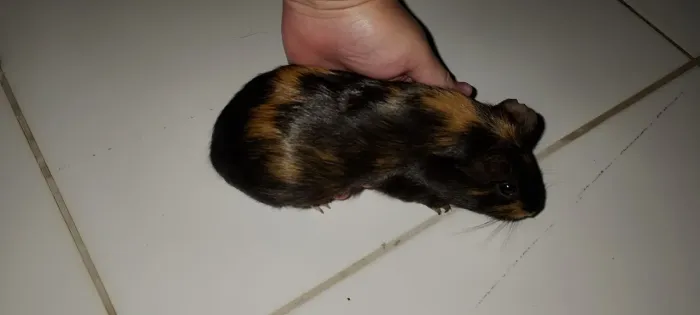Porquinho da índia