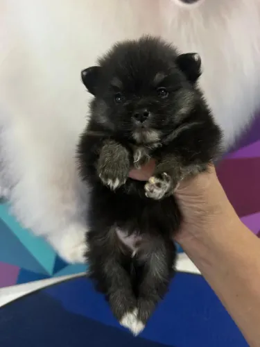 Lulu da pomeria 