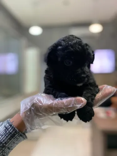 Poodle toy trabalhamos com mais de 20 raças.
