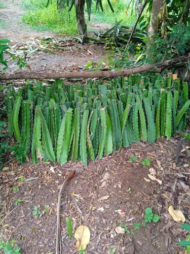 Mudas de pitaia