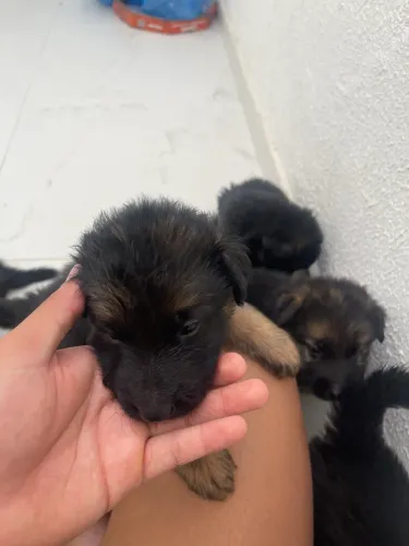 filhotes de pastor alemão 