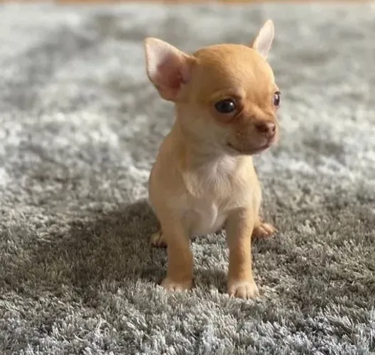 Chihuahua Macho Creme e Branco: A Doçura Que Você Merece!