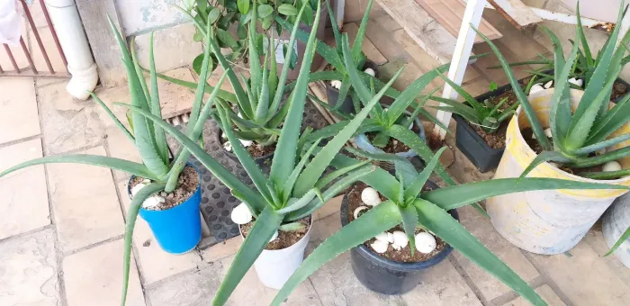 Muda de babosa (Aloe Vera)