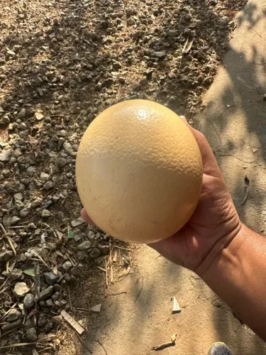 Ovo galado de Avestruz Gigante