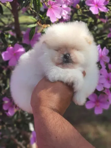 Spitz alemão fêmea cor branca filhote com 54 dias padrão anão vacinada -alberto