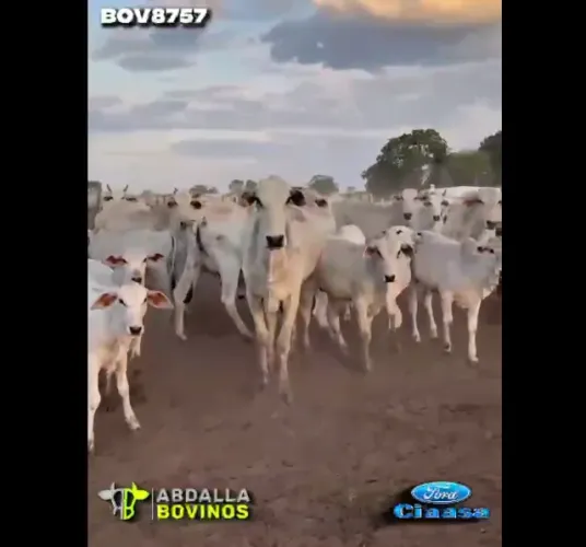 BOV8757 - 100 VACAS NELORE PARIDAS EXTRAS - BEZERRADA GRAÚDA - IACIARA GO