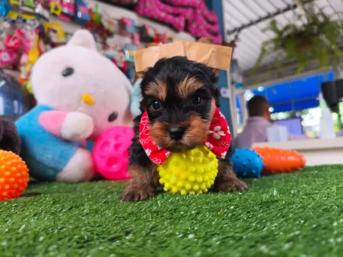 Yorkterrier machinho fofinho mini