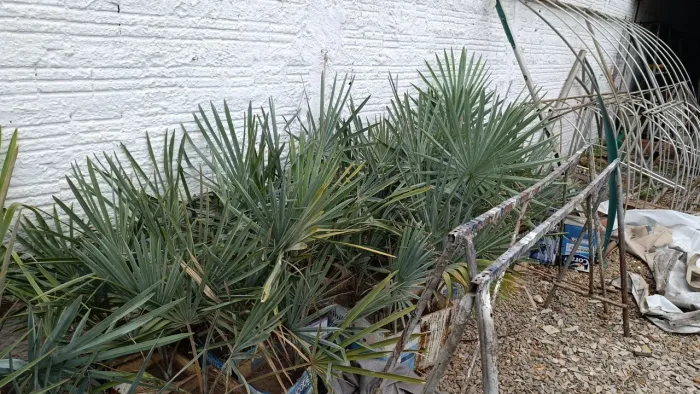 Muda de palmeira azul